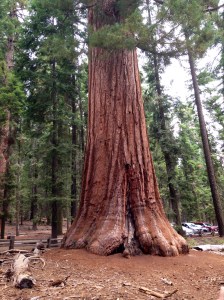 Sequoia Tree